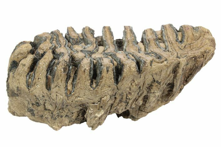 Partial Woolly Mammoth Fossil Molar - Poland #235269